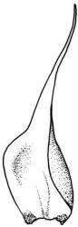 Fifea aciphylla. Frond axis leaf. Drawn from A.J. Fife 9168, CHR 476986.
 Image: R.C. Wagstaff © New Zealand Institute for Bioeconomy Science Limited 2026 CC-BY 3.0 NZ